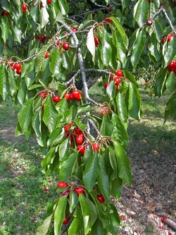 cerises