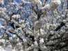 cerisiers