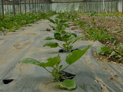 plants de courgettes