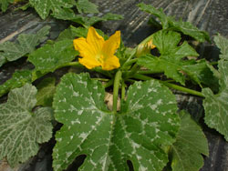 plant de courgette