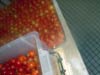 tomates cerises